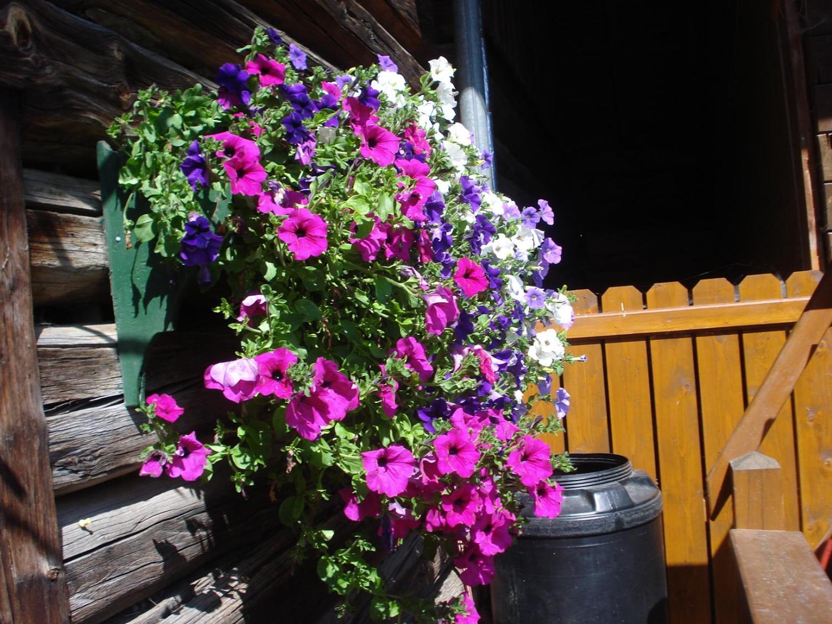 Pension-Greimelbacherhof Ramsau am Dachstein Esterno foto