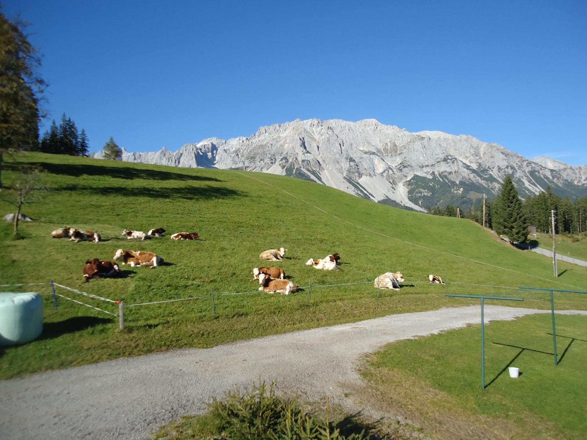 Pension-Greimelbacherhof Ramsau am Dachstein Esterno foto